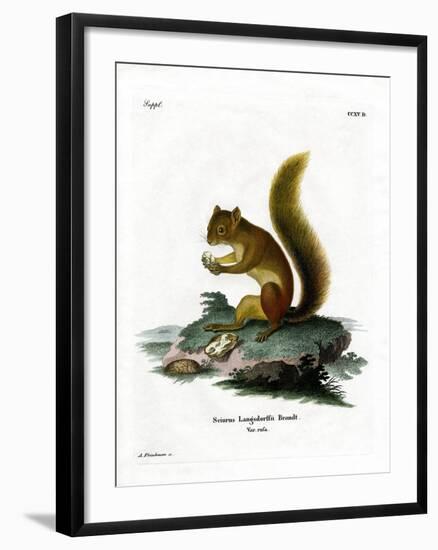 Red Squirrel-null-Framed Giclee Print