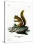 Red Squirrel-null-Stretched Canvas