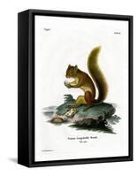 Red Squirrel-null-Framed Stretched Canvas