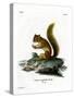 Red Squirrel-null-Stretched Canvas