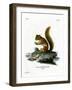 Red Squirrel-null-Framed Giclee Print