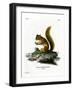 Red Squirrel-null-Framed Giclee Print