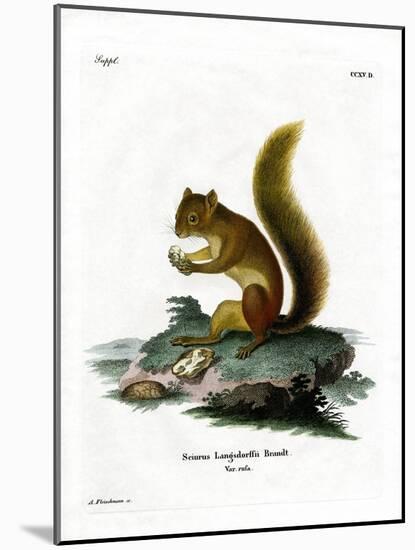 Red Squirrel-null-Mounted Giclee Print