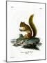 Red Squirrel-null-Mounted Giclee Print