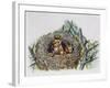 Red Squirrels (Sciurus Vulgaris) in Drey, Sciuridae-null-Framed Giclee Print