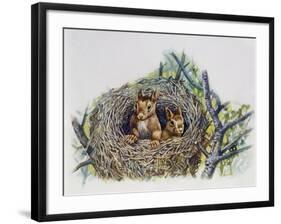 Red Squirrels (Sciurus Vulgaris) in Drey, Sciuridae-null-Framed Giclee Print