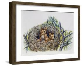 Red Squirrels (Sciurus Vulgaris) in Drey, Sciuridae-null-Framed Giclee Print