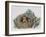 Red Squirrels (Sciurus Vulgaris) in Drey, Sciuridae-null-Framed Giclee Print