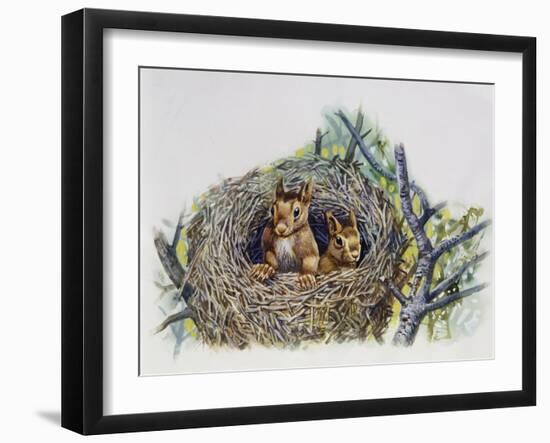 Red Squirrels (Sciurus Vulgaris) in Drey, Sciuridae-null-Framed Giclee Print