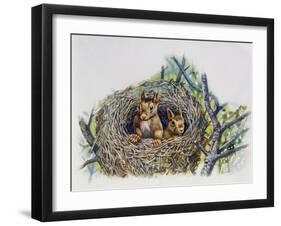 Red Squirrels (Sciurus Vulgaris) in Drey, Sciuridae-null-Framed Giclee Print