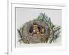 Red Squirrels (Sciurus Vulgaris) in Drey, Sciuridae-null-Framed Giclee Print