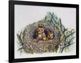 Red Squirrels (Sciurus Vulgaris) in Drey, Sciuridae-null-Framed Giclee Print