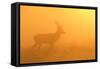 Red Stag at Sunrise in Atmospheric Conditions-null-Framed Stretched Canvas