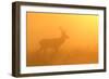 Red Stag at Sunrise in Atmospheric Conditions-null-Framed Photographic Print