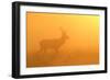 Red Stag at Sunrise in Atmospheric Conditions-null-Framed Photographic Print