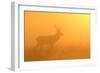 Red Stag at Sunrise in Atmospheric Conditions-null-Framed Photographic Print