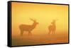 Red Stags at Sunrise in Atmospheric Conditions-null-Framed Stretched Canvas