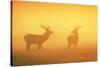 Red Stags at Sunrise in Atmospheric Conditions-null-Stretched Canvas