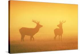 Red Stags at Sunrise in Atmospheric Conditions-null-Stretched Canvas
