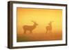 Red Stags at Sunrise in Atmospheric Conditions-null-Framed Photographic Print