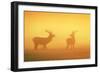 Red Stags at Sunrise in Atmospheric Conditions-null-Framed Photographic Print