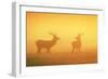 Red Stags at Sunrise in Atmospheric Conditions-null-Framed Photographic Print