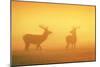 Red Stags at Sunrise in Atmospheric Conditions-null-Mounted Photographic Print
