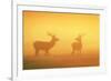 Red Stags at Sunrise in Atmospheric Conditions-null-Framed Photographic Print
