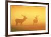 Red Stags at Sunrise in Atmospheric Conditions-null-Framed Photographic Print