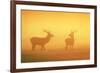 Red Stags at Sunrise in Atmospheric Conditions-null-Framed Photographic Print