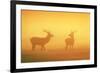 Red Stags at Sunrise in Atmospheric Conditions-null-Framed Photographic Print