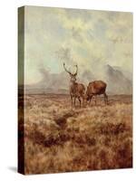 Red Stags, Ben Buie, 1982-Tim Scott Bolton-Stretched Canvas