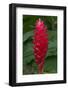 Red stalk of tropical flower in Samoa.-Jerry Ginsberg-Framed Photographic Print