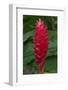 Red stalk of tropical flower in Samoa.-Jerry Ginsberg-Framed Photographic Print