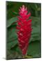 Red stalk of tropical flower in Samoa.-Jerry Ginsberg-Mounted Photographic Print