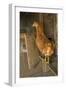 Red Star hen inside a custom-made chicken coop.-Janet Horton-Framed Photographic Print