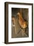 Red Star hen inside a custom-made chicken coop.-Janet Horton-Framed Photographic Print