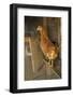 Red Star hen inside a custom-made chicken coop.-Janet Horton-Framed Photographic Print