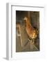 Red Star hen inside a custom-made chicken coop.-Janet Horton-Framed Photographic Print