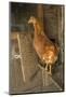 Red Star hen inside a custom-made chicken coop.-Janet Horton-Mounted Photographic Print