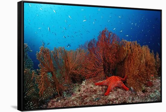 Red Starfish and Coral Reef, Asteroidea, Mexico, Sea of Cortez, Baja California, La Paz-Reinhard Dirscherl-Framed Stretched Canvas