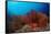 Red Starfish and Coral Reef, Asteroidea, Mexico, Sea of Cortez, Baja California, La Paz-Reinhard Dirscherl-Framed Stretched Canvas
