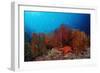 Red Starfish and Coral Reef, Asteroidea, Mexico, Sea of Cortez, Baja California, La Paz-Reinhard Dirscherl-Framed Photographic Print