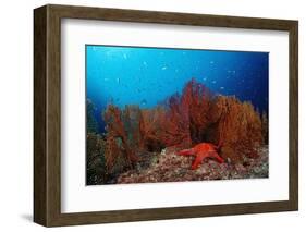 Red Starfish and Coral Reef, Asteroidea, Mexico, Sea of Cortez, Baja California, La Paz-Reinhard Dirscherl-Framed Photographic Print