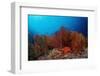 Red Starfish and Coral Reef, Asteroidea, Mexico, Sea of Cortez, Baja California, La Paz-Reinhard Dirscherl-Framed Photographic Print