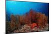 Red Starfish and Coral Reef, Asteroidea, Mexico, Sea of Cortez, Baja California, La Paz-Reinhard Dirscherl-Mounted Photographic Print