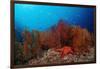 Red Starfish and Coral Reef, Asteroidea, Mexico, Sea of Cortez, Baja California, La Paz-Reinhard Dirscherl-Framed Photographic Print