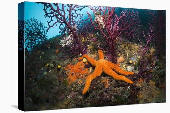 Red Starfish on a Coral Reef (Echinaster Sepositus), Cap De Creus, Costa Brava, Spain-Reinhard Dirscherl-Stretched Canvas
