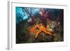 Red Starfish on a Coral Reef (Echinaster Sepositus), Cap De Creus, Costa Brava, Spain-Reinhard Dirscherl-Framed Photographic Print