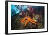 Red Starfish on a Coral Reef (Echinaster Sepositus), Cap De Creus, Costa Brava, Spain-Reinhard Dirscherl-Framed Photographic Print